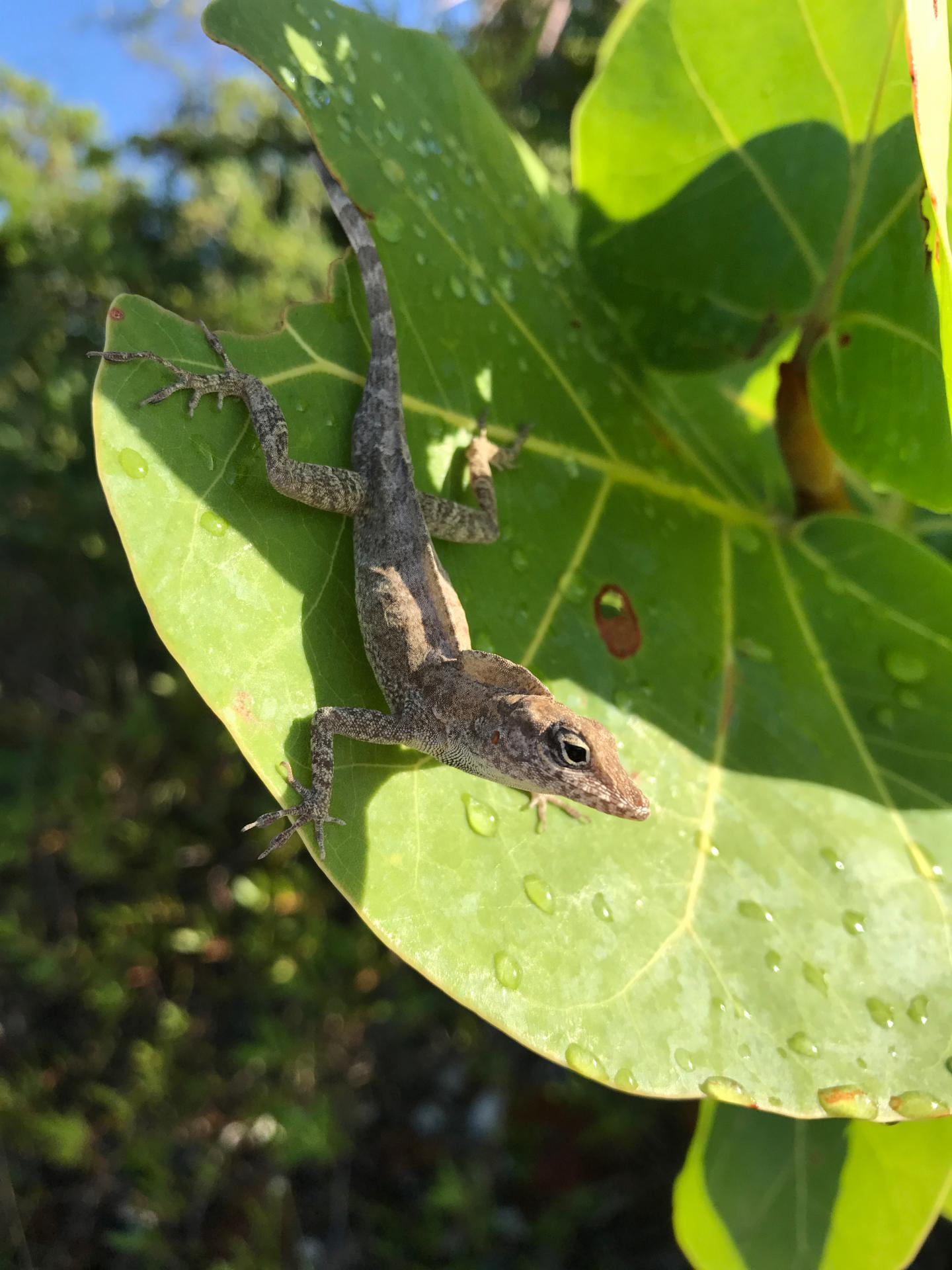 Anolis scriptus Perched on a Leaf in Turks and Caicos