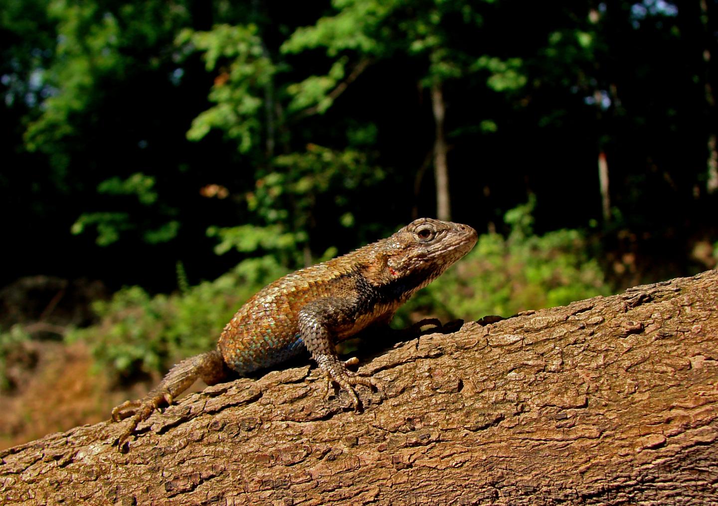 Lizard on Log