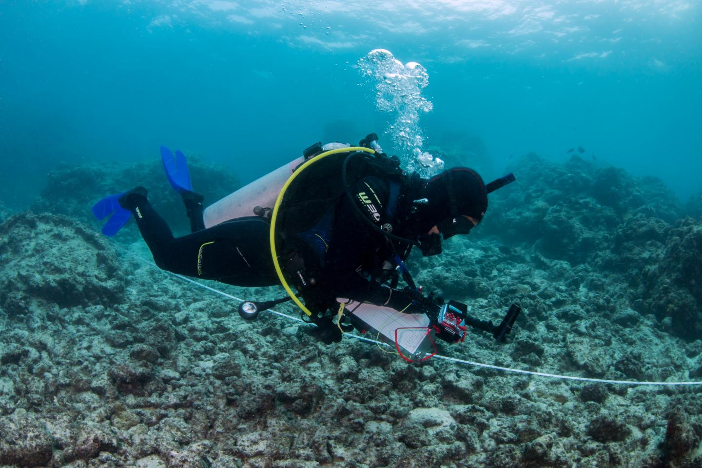 Great Barrier Reef Dive Survey