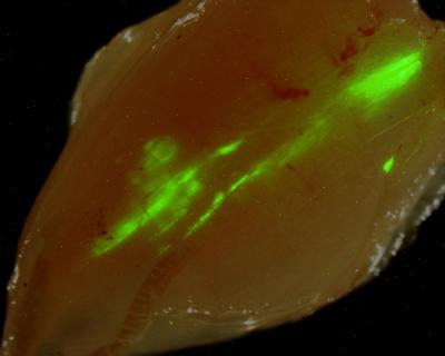 Progenitor Cell Transpant into Mice with Muscular Dystrophy