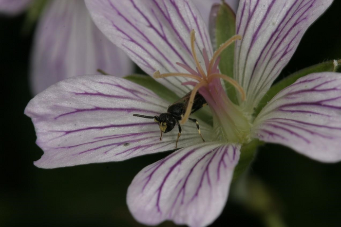 Flower visitors transfer microbes between and within flowers