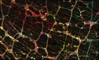 Venn Diagram of Nerve Cells
