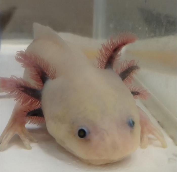 Axolotl, an amphibian with a natural ‘glass skin’