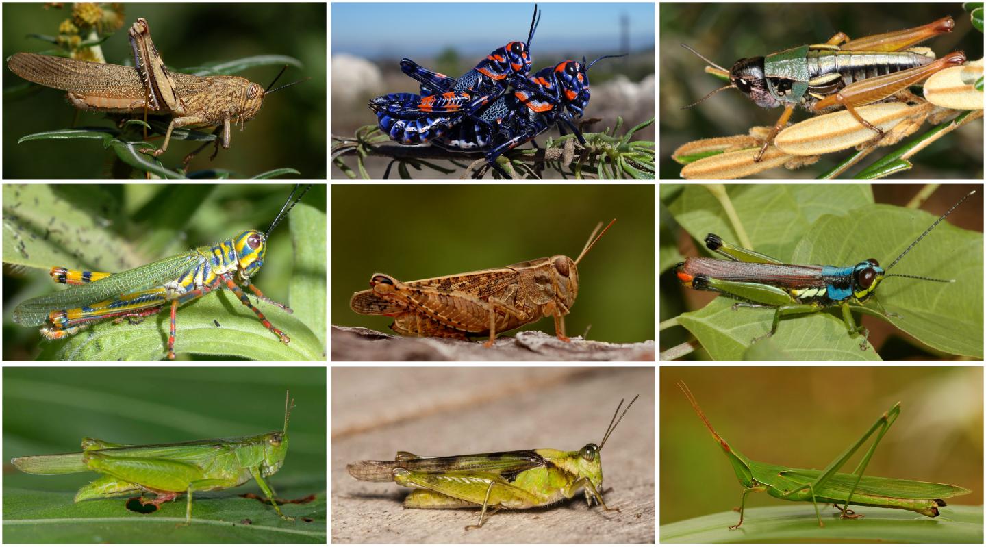 Diversity of Acrididae Grasshoppers