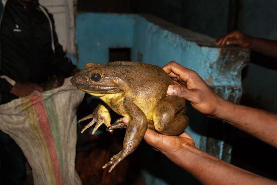 An Adult Goliath Frog Caught by a Local Froghunter