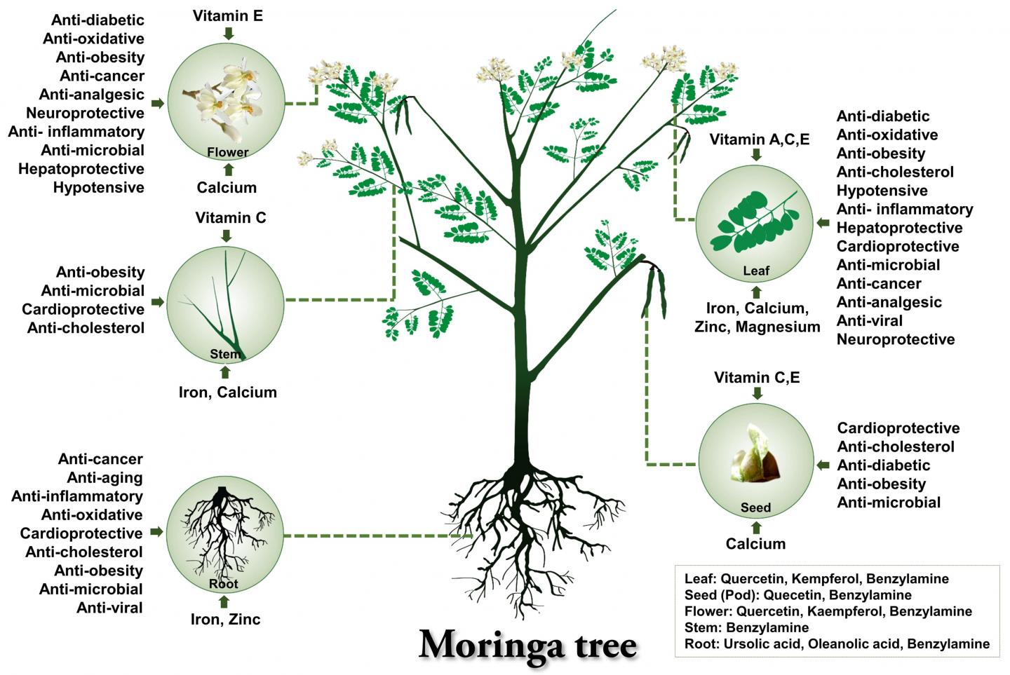 Moringa Activities