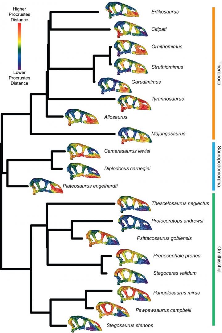 Bird Skull Evolution Slowed after the Extinction of the Dinosaurs