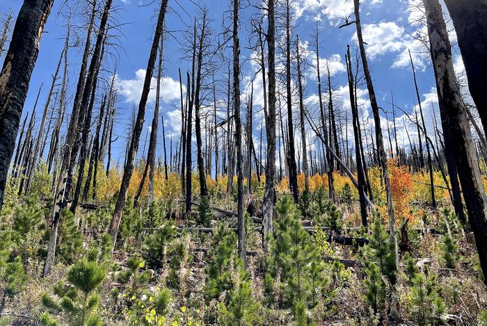 Lodgepole and aspen regeneration following High Park Fire