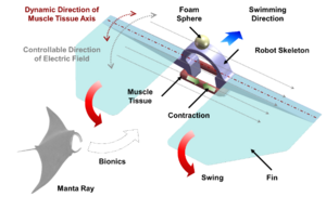 Schematic diagram of the proposed bio-syncretic swimmer