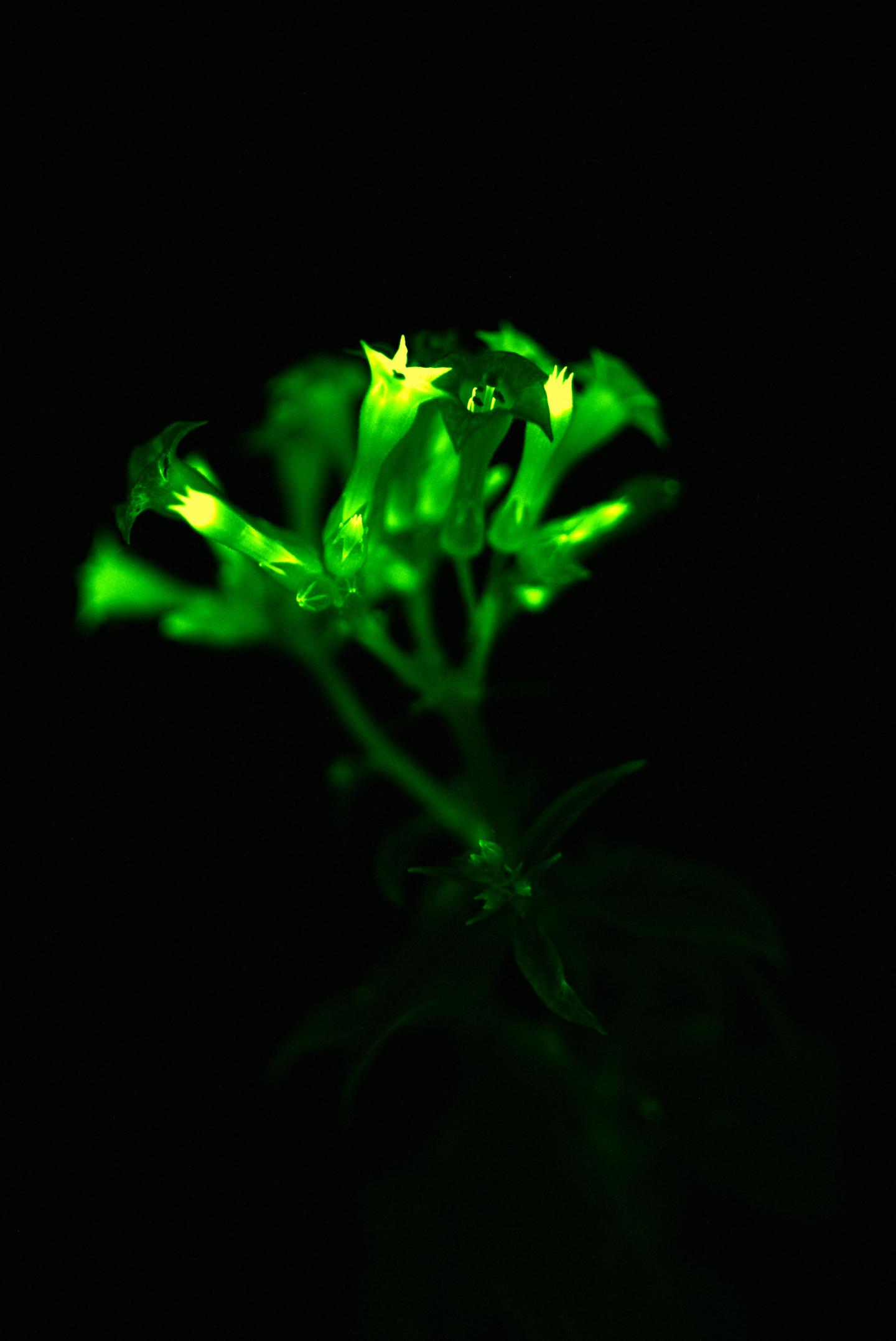 Glowing Flowers