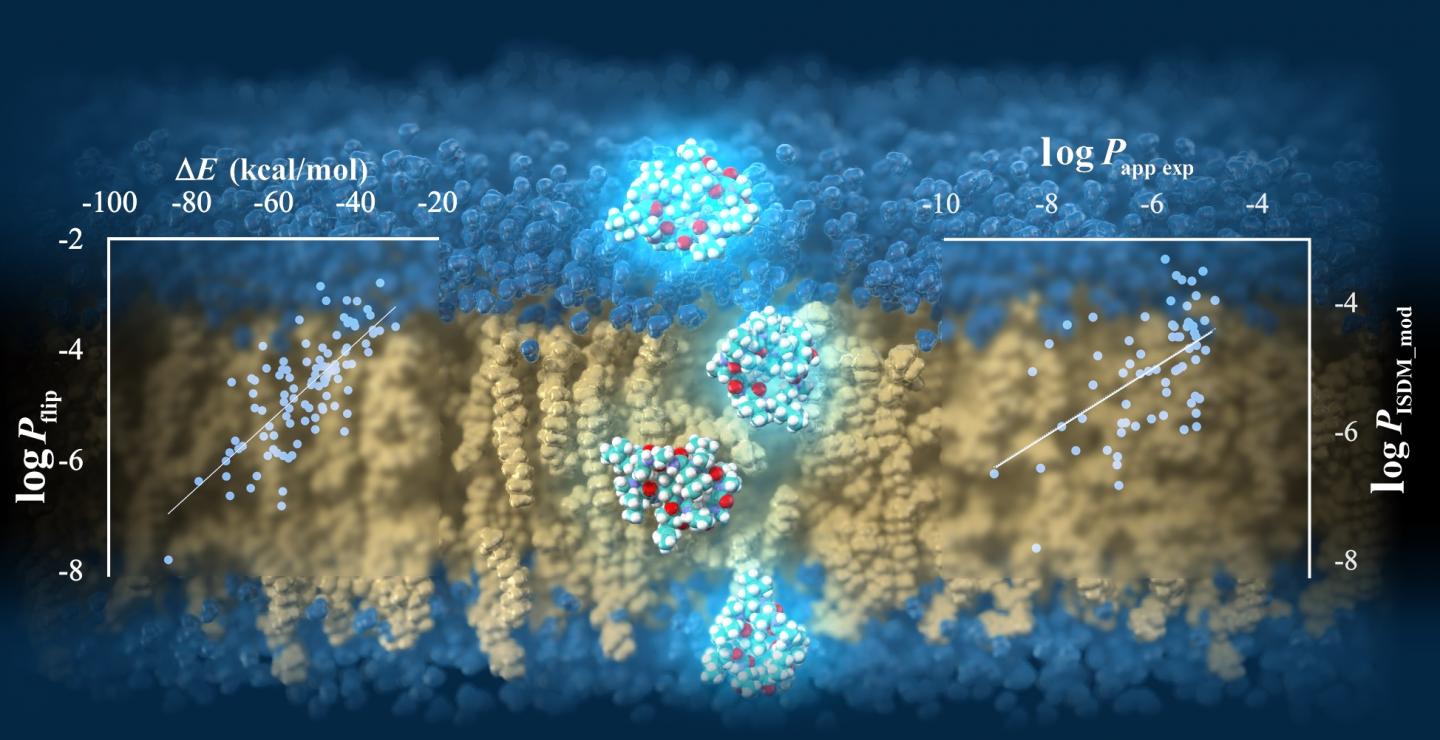 Cyclic peptides permeating through a lipid bilayer