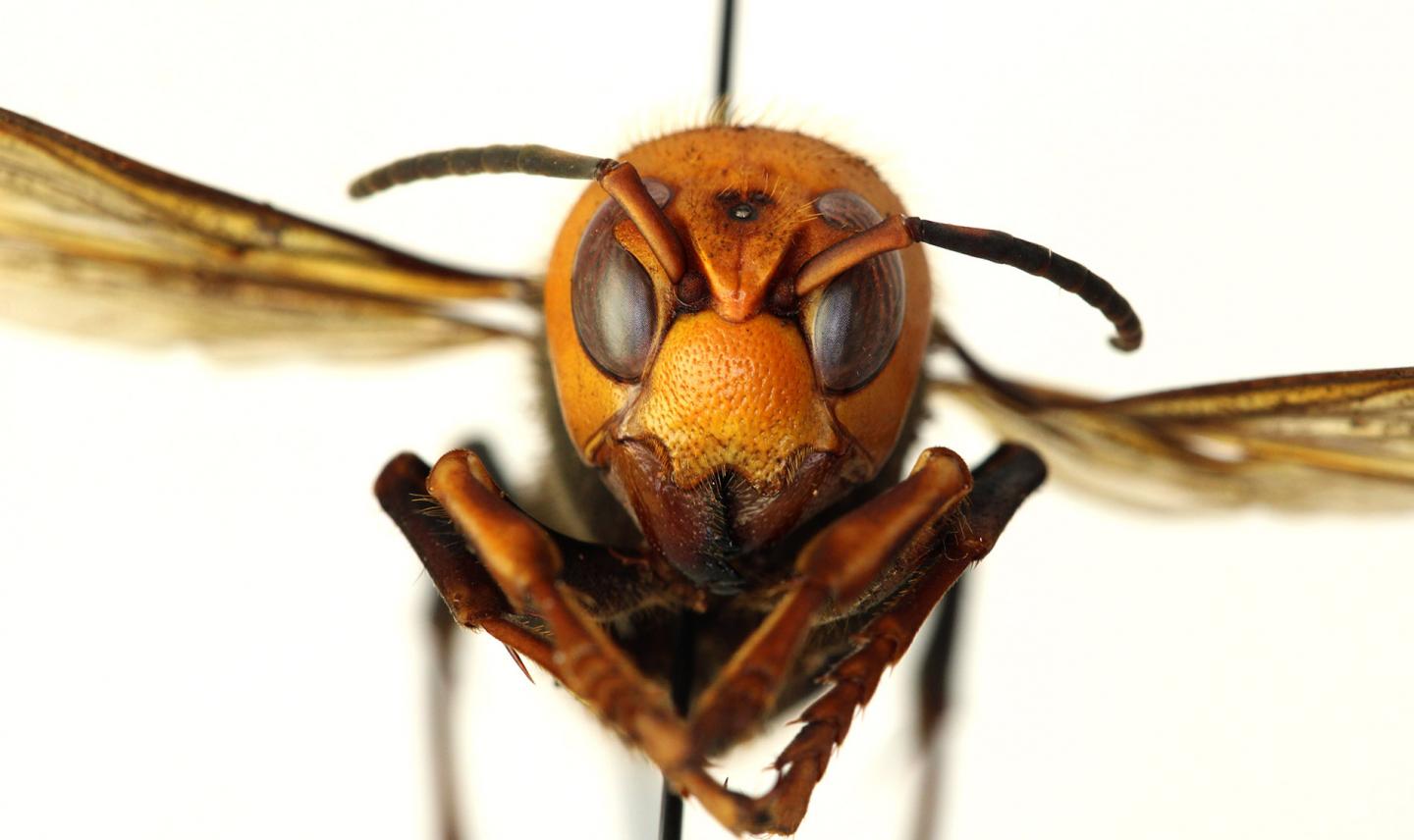 Asian Giant Hornet