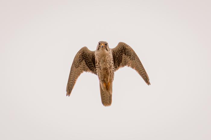 Adult Prairie Falcon