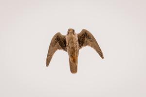 Adult Prairie Falcon