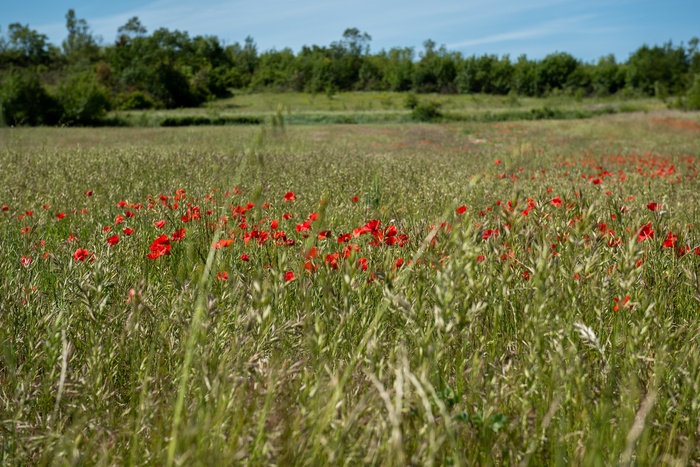 Poppy field