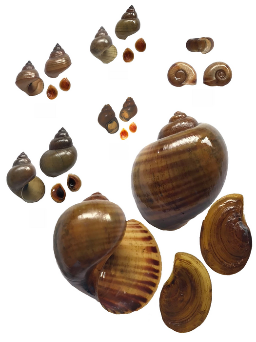 Collected snails from the cercarial dermatitis outbreak area
