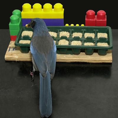 Western Scrub-Jay 2 (of 2)