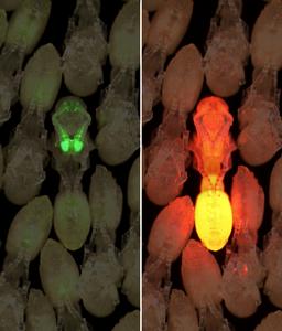 A single transgenic clonal raider ant pupa is surrounded by wild type pupae