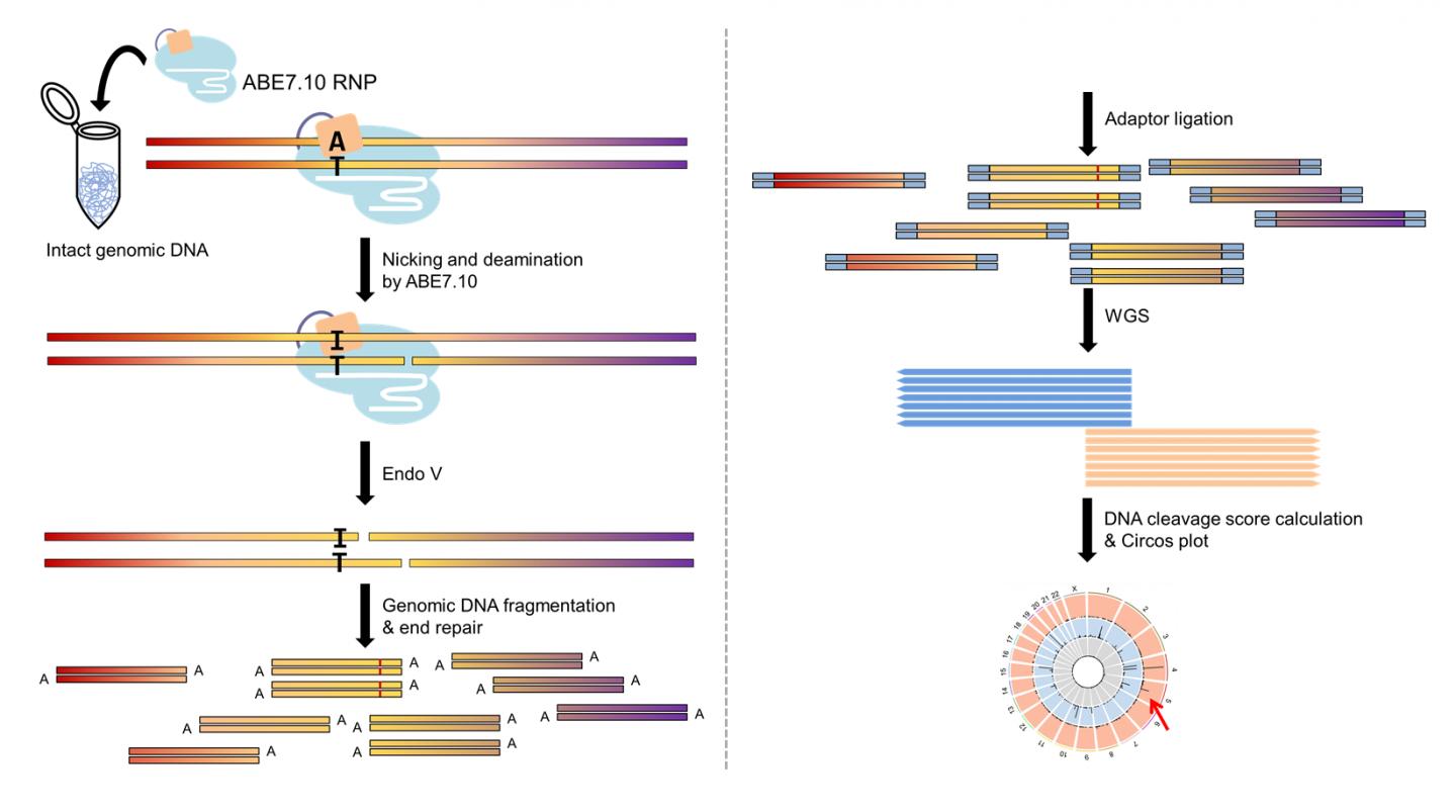 Figure 2: Overview of the Digenome-seq Workflow after ABE-Mediated Single Letter Substitution