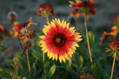 College Students Want More Information about Native Wildflowers