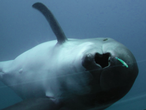 Harbour porpoise