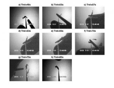 Sperm Whale Snapshots