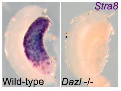 Dazl Gene Required for Meiosis Initiation