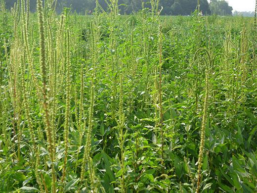 Palmer Amaranth Infestation