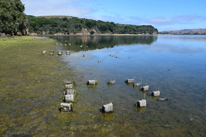 Study site Tomales Bay