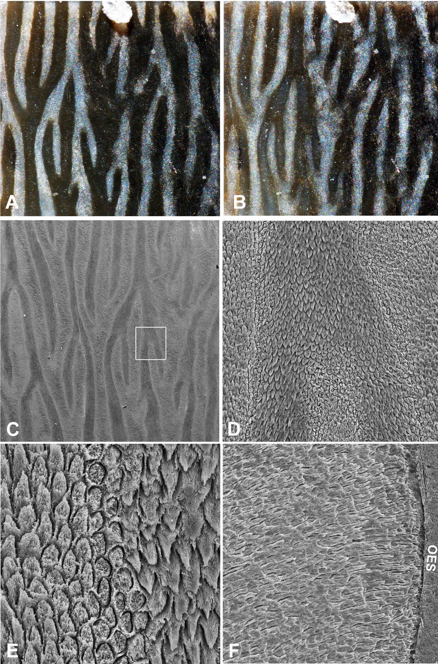Tooth Enamel under the Microsc [IMAGE] EurekAlert! Science News Releases