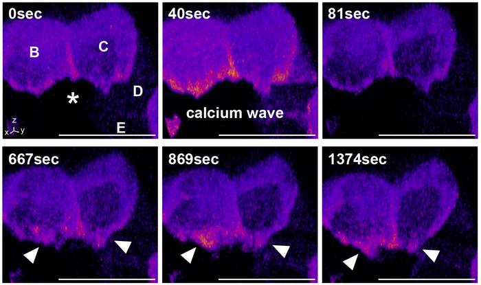 Live-cell images of cells expressing CAAX-GCaMP6s in cells neighboring an irradiated cell