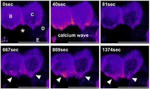 Live-cell images of cells expressing CAAX-GCaMP6s in cells neighboring an irradiated cell