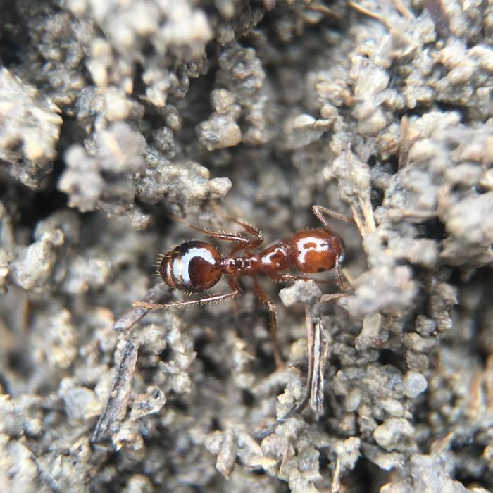 Red Fire Ant