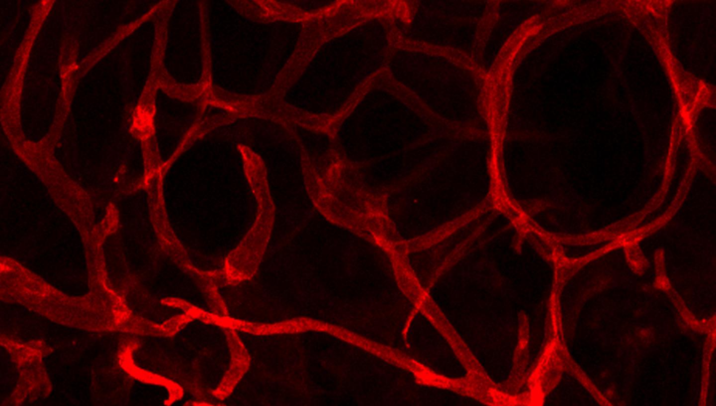 Promising Research Shows Blood Vessel Growth Key to Healthy Fat Tissue