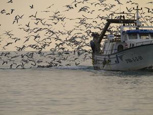 GPS technology to analyse seabird movements and expand Spain’s network of marine protected areas