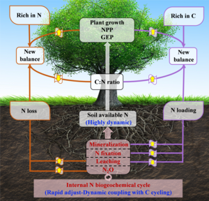 A conceptual framework of the dynamic C and N coupling under global change