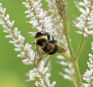 Rusty-patched bumblebee 2