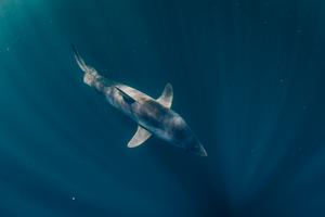 Atlantic Ocean shortfin mako shark