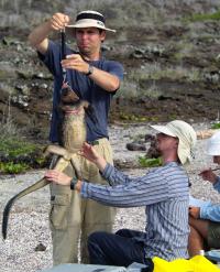 Determining the Body Condition of Galapagos Marine Iguanas in the Field