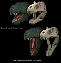 Life Reconstruction and Skull Model of <i>Tyrannosaurus rex</i>