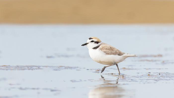 Snowy Plover