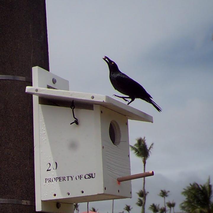 Micronesian starling