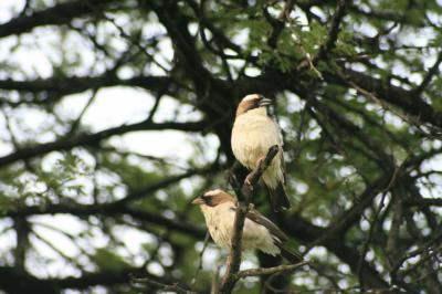 White-Browed-Sparrow-Weavers