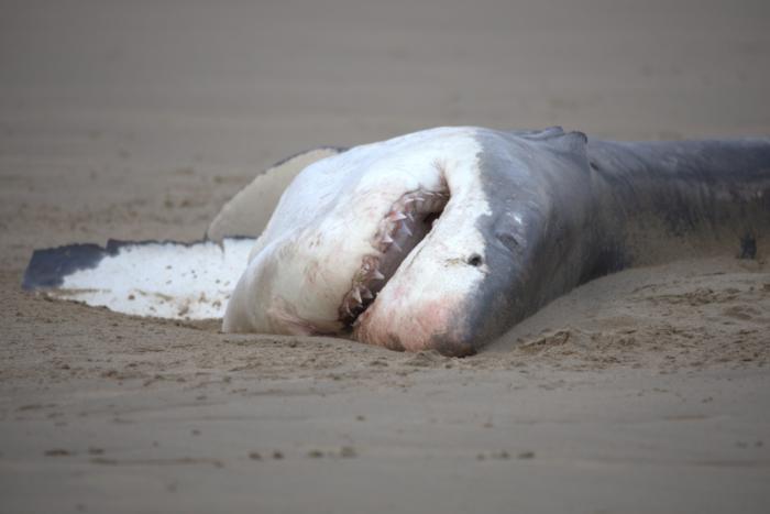 Great White Shark carcass [IMAGE] | EurekAlert! Science News Releases