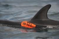 Dolphin Tagged with Cutting-Edge Camera
