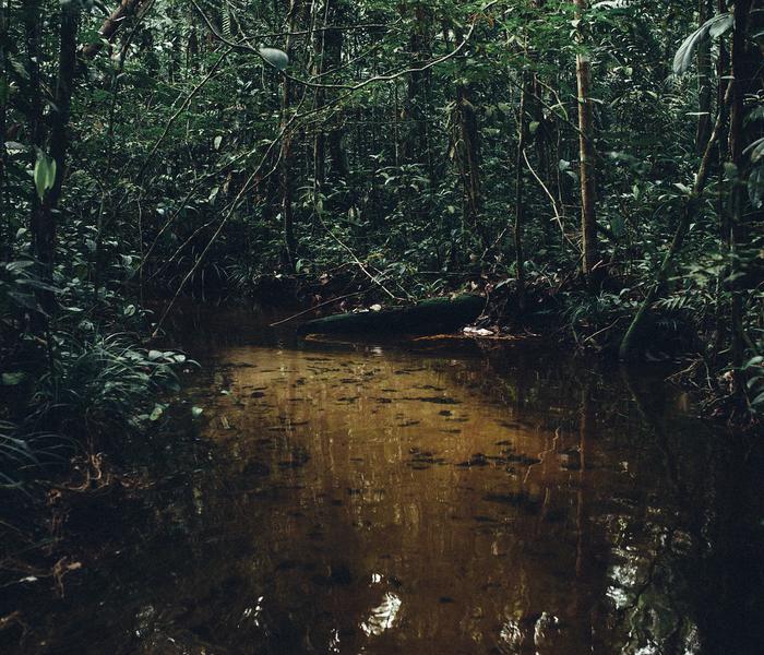 Trees near water table