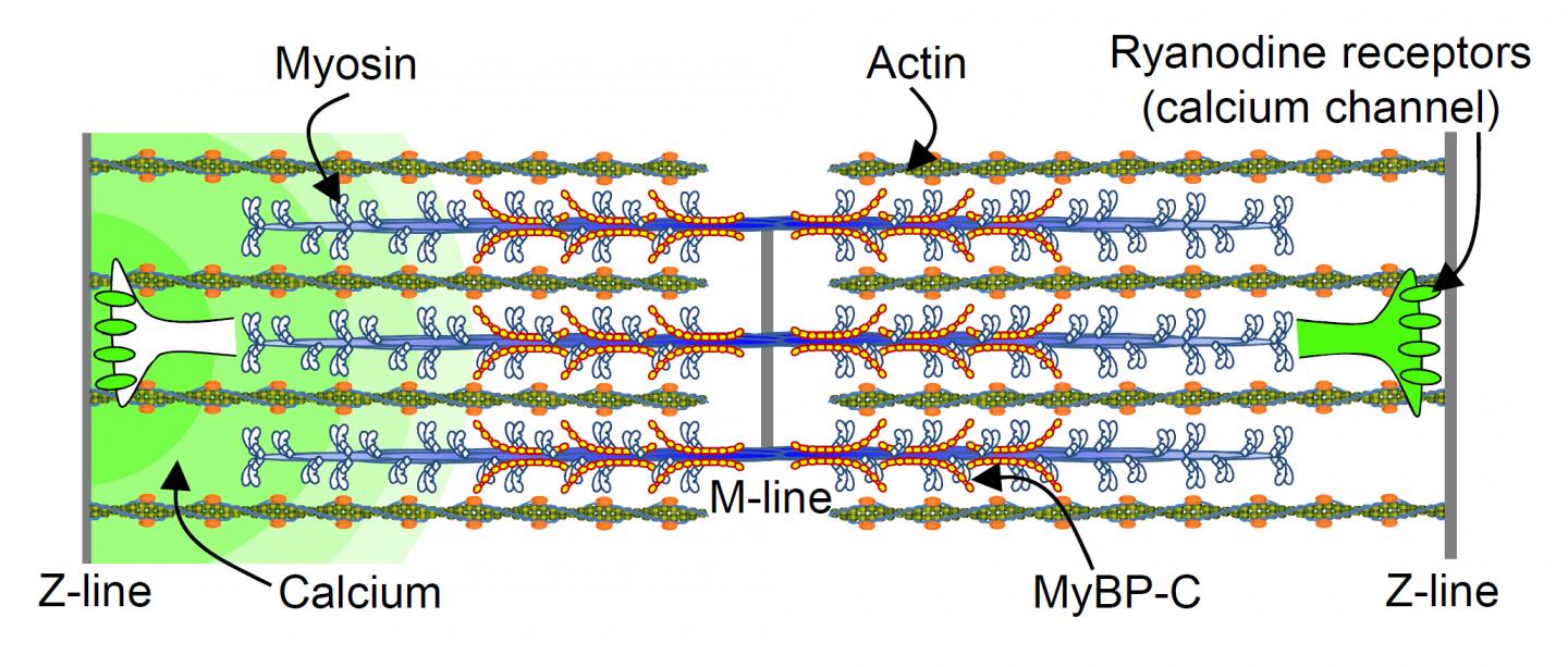 Myosin binding protein c is ke image eurekalert science news releases