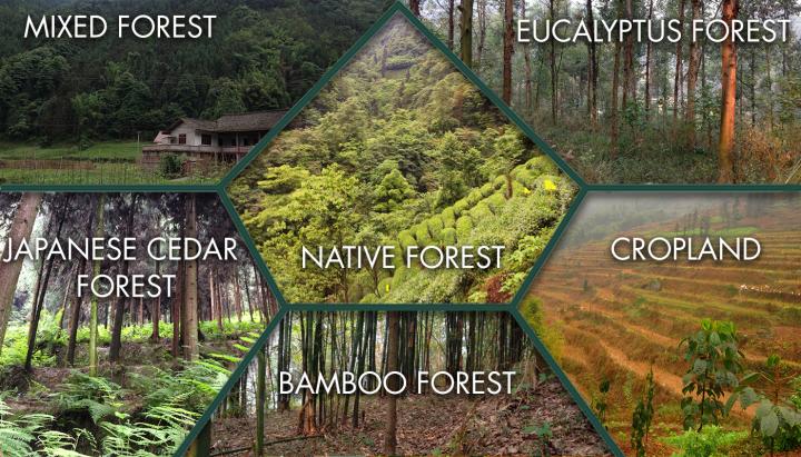 Types of Forest [IMAGE] | EurekAlert! Science News Releases
