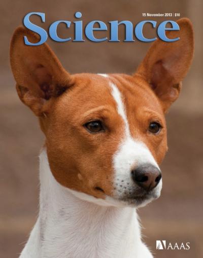 Basenji Dog