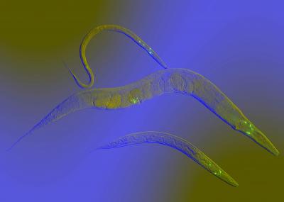<i>C. elegans</i> (Roundworms)